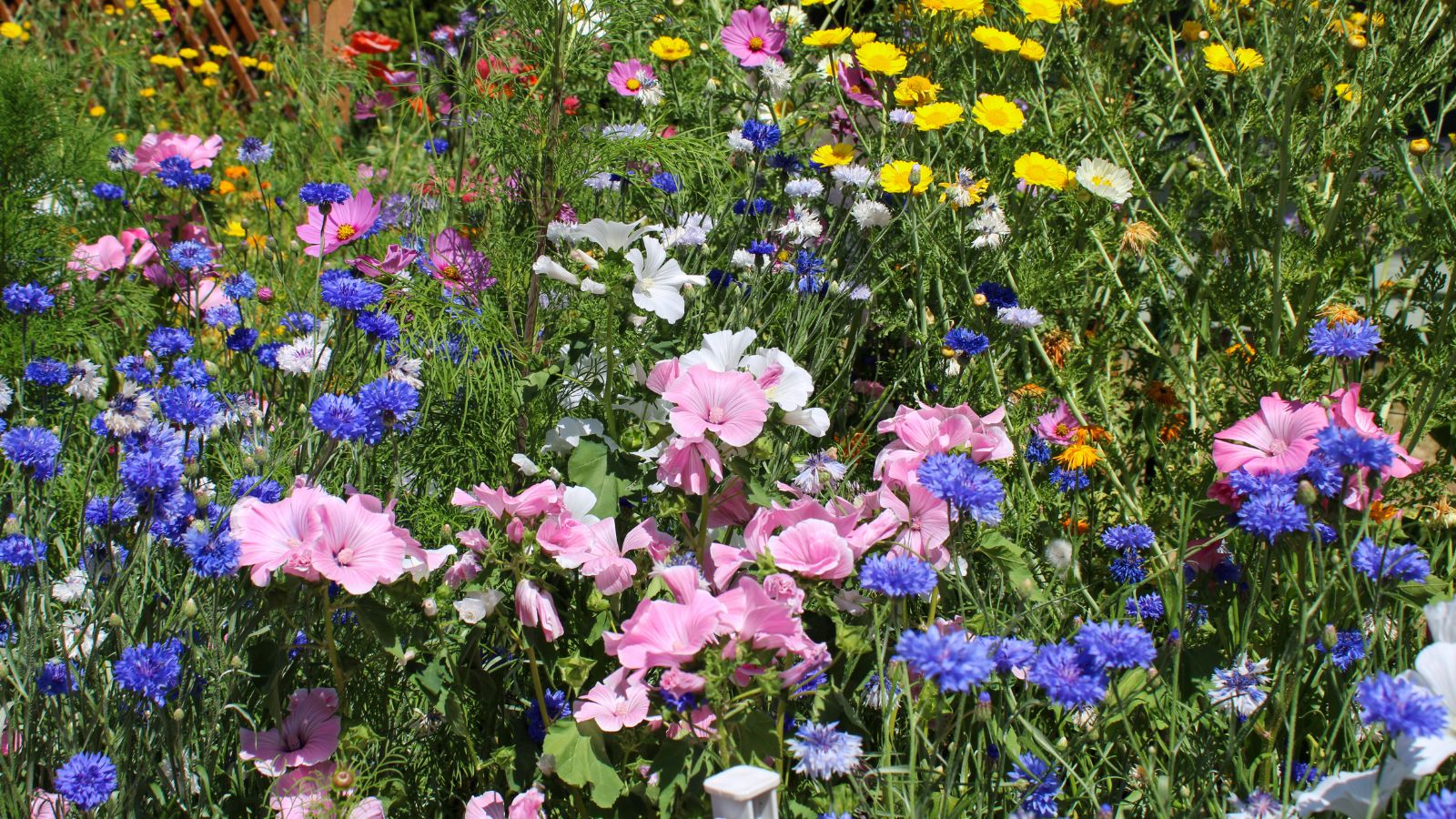 portland oregon colorful flowers